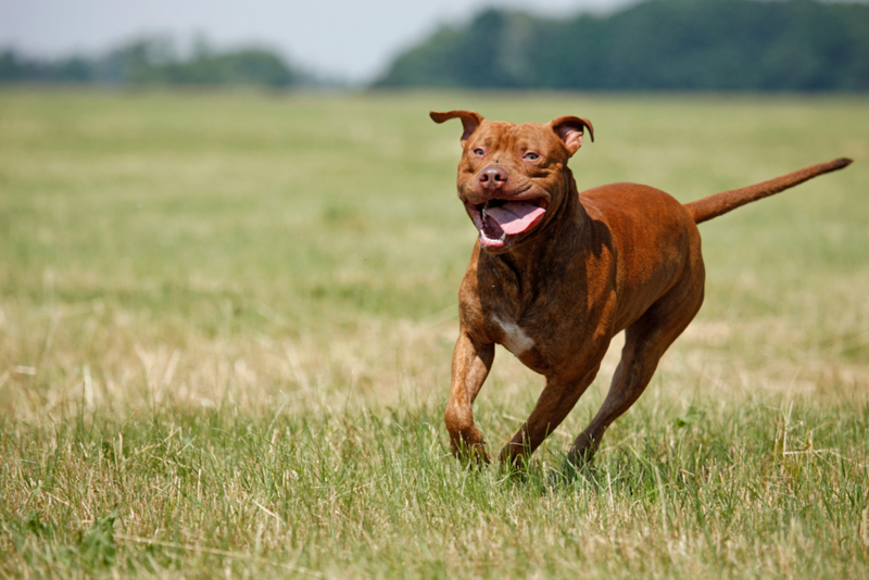 1. Pit Bull | Alamy Stock Photo