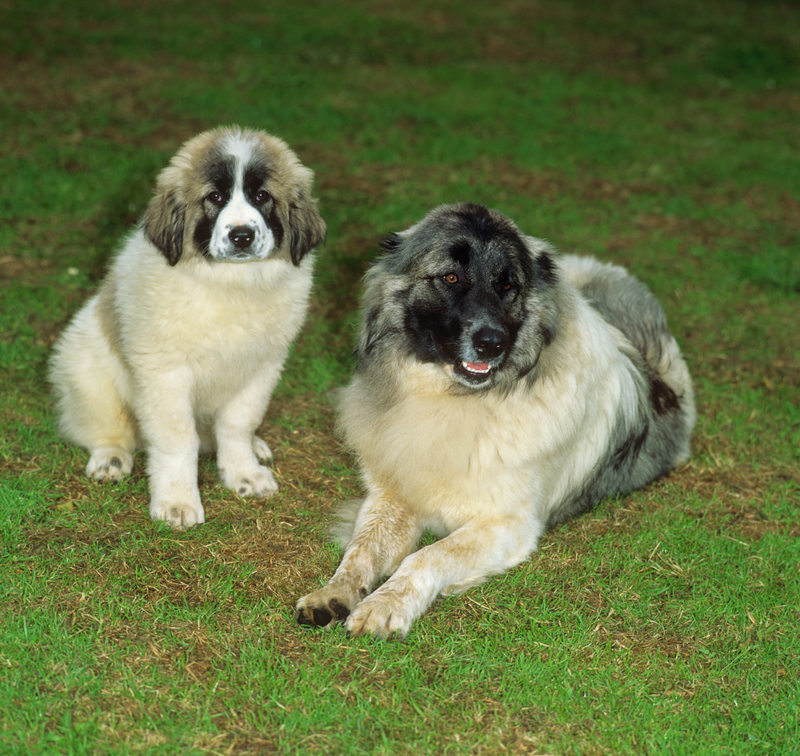 13. Caucasian Ovcharka | Alamy Stock Photo