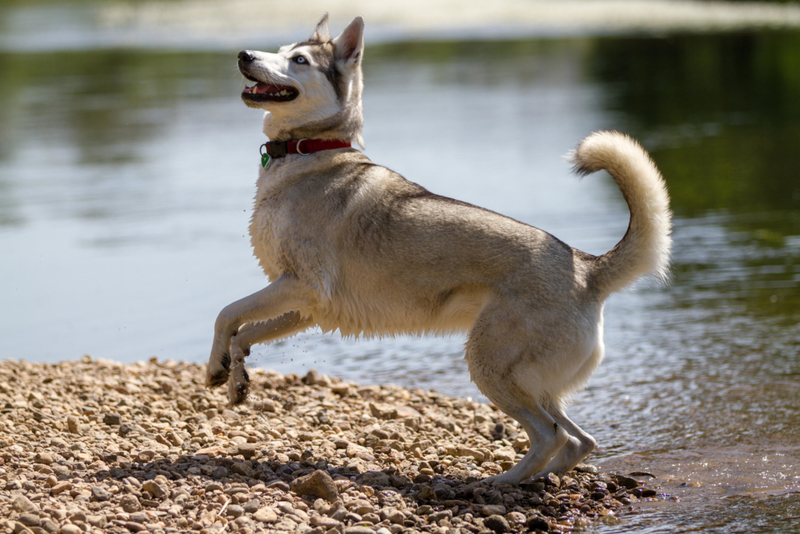 11. Husky | Alamy Stock Photo 