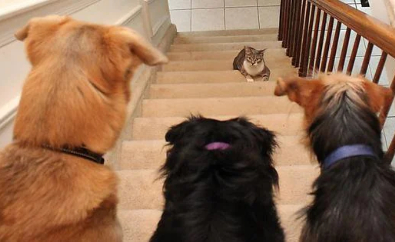 Staircase Standoff | Reddit.com/CompletelySusan