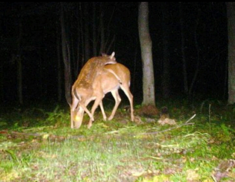 Trail Cams Capture Real Wild Life Photos | Reddit.com/Airy_mtn & KipsBay2181 & smeds128 & __KRita & Vildbore