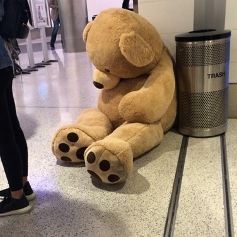 He Bear-ly Fits in a Seat! | Instagram/@tsa