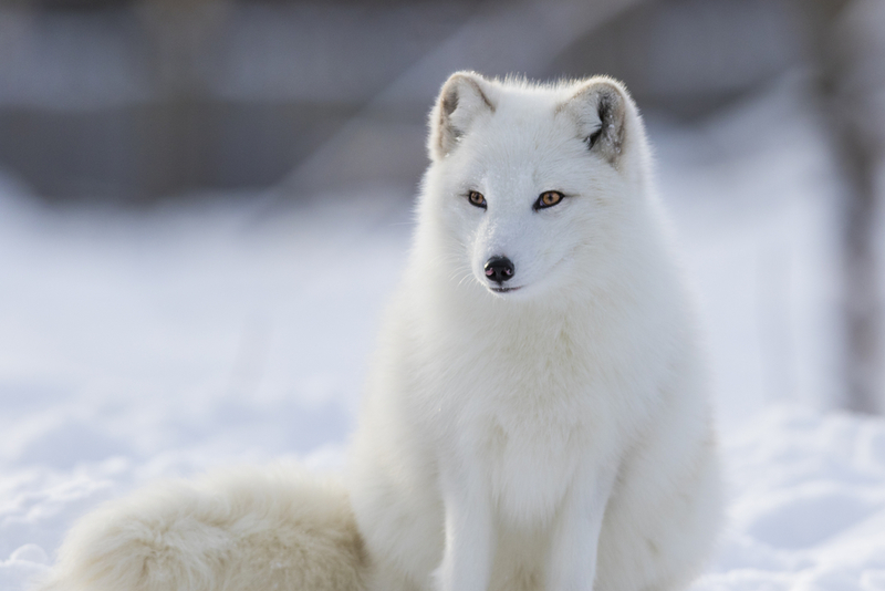 A Reluctant Fox | Shutterstock