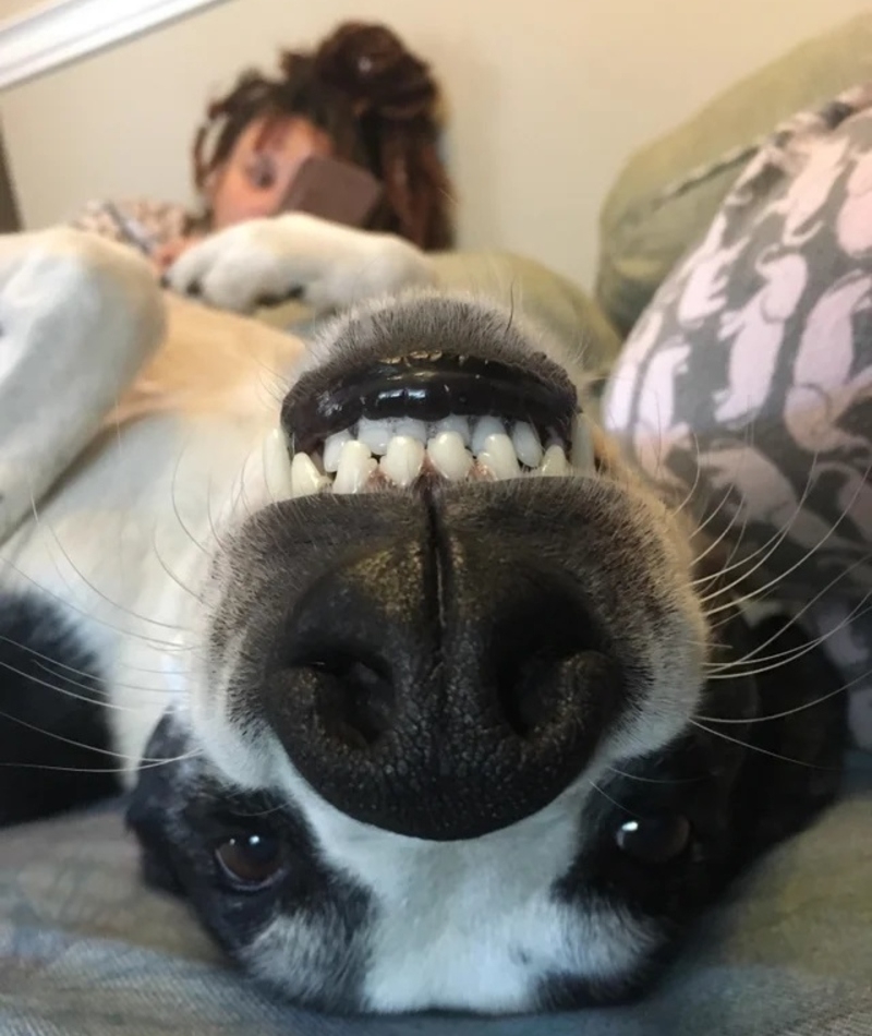 Show Some Teeth | Reddit.com/Alittlefaith4U