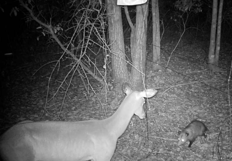 Deer & Possum | Flickr Photo by Florida Fish and Wildlife