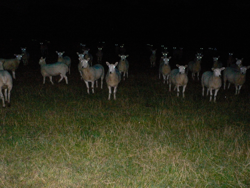 Scary Sheep | Alamy Stock Photo by mrbirkett/Stockimo 