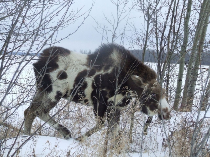 Polka Dot Moose | Imgur.com/ChombleBrown