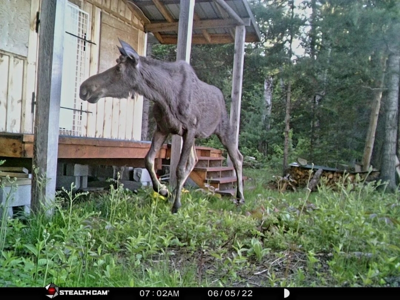 Young and Free | Instagram/@trailcam_tom